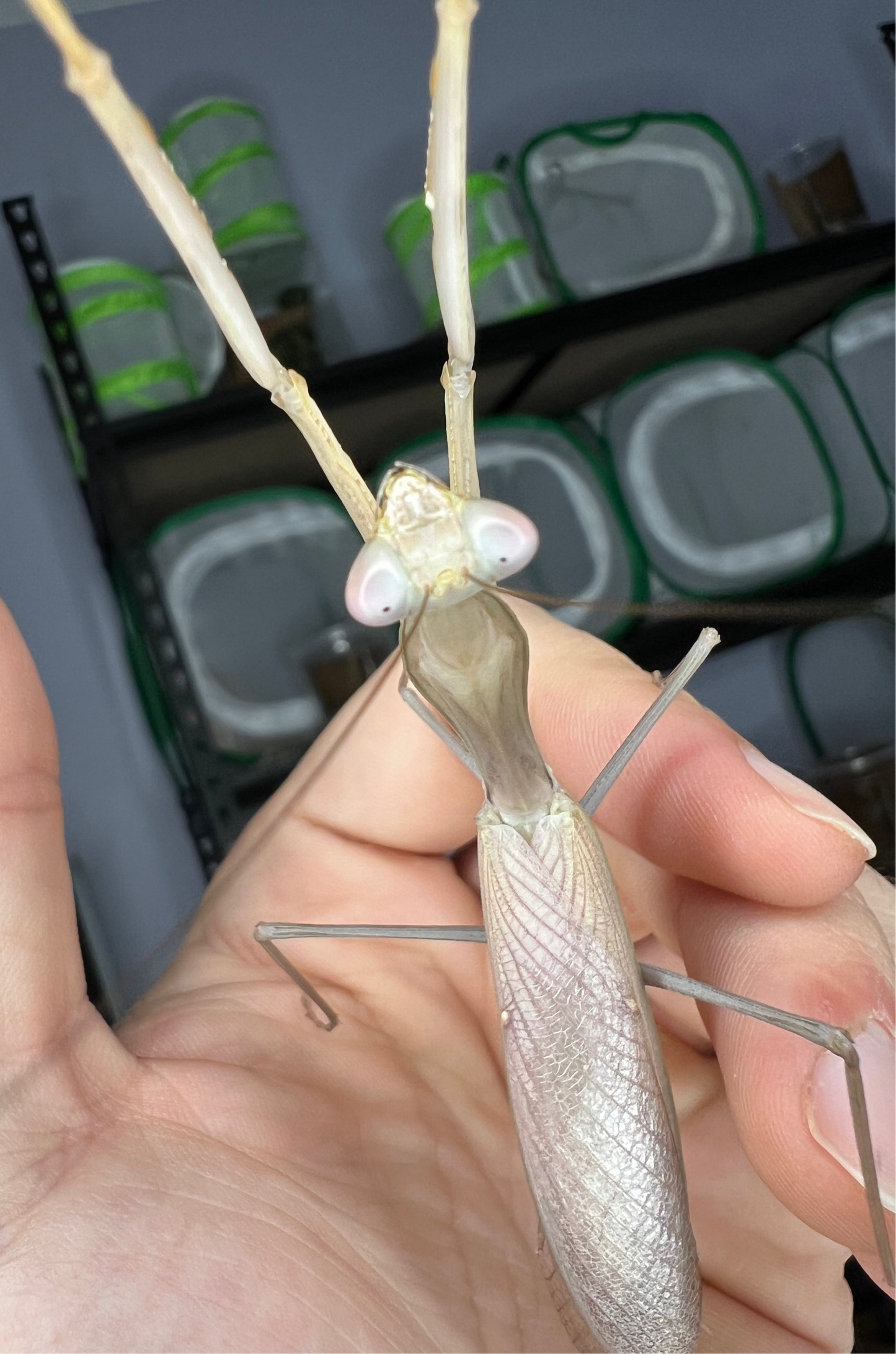 Giant Asian Mantis (Hierodula membranacea)