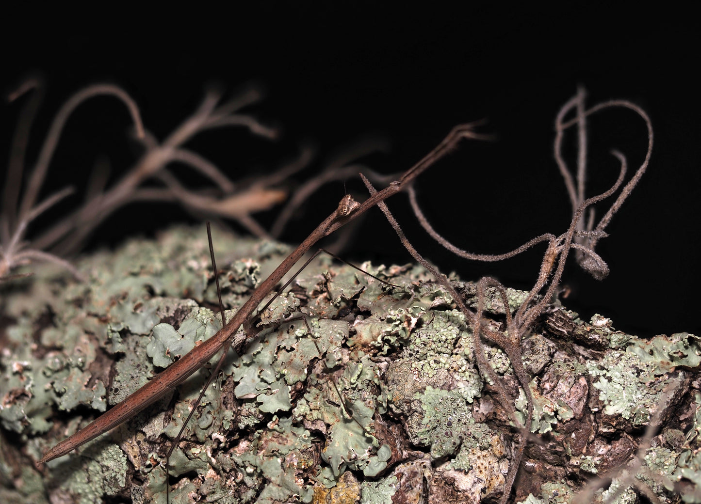 American Grass Mantis (Thesprotia graminis)