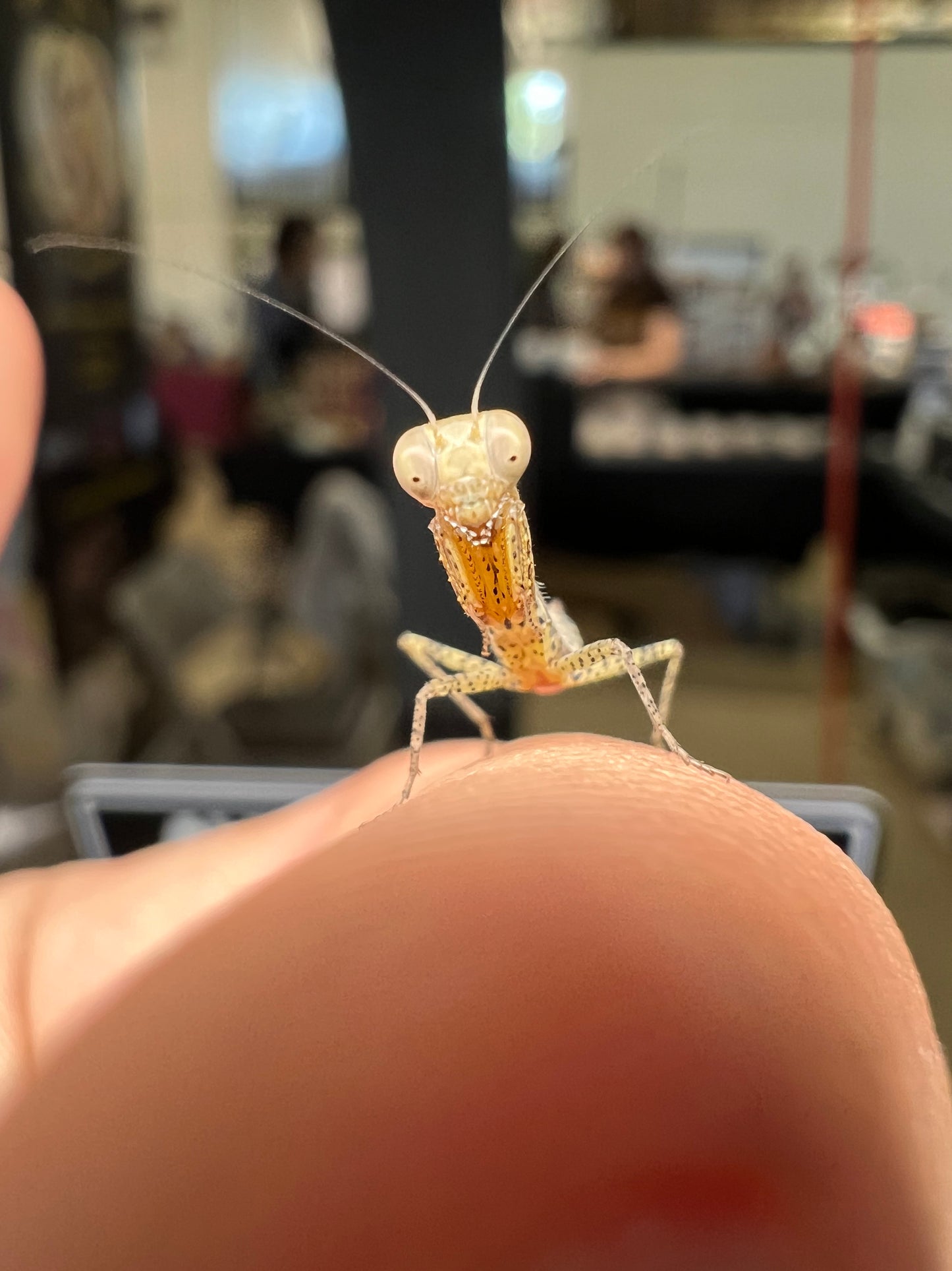 Panther Mantis (Tarachodula pantherina)