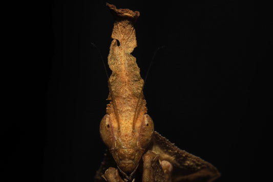 Ghost Mantis (Phyllocrania paradoxa)