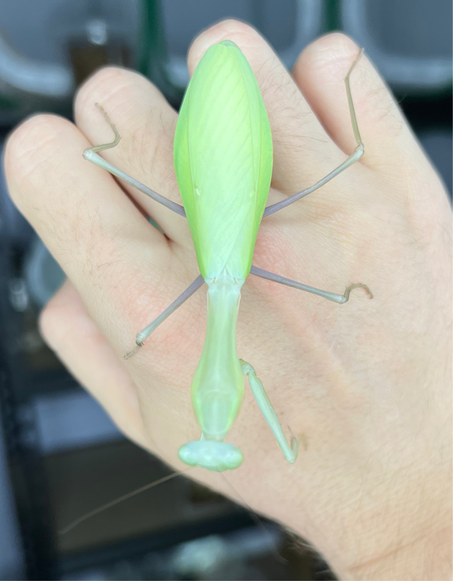 Giant Asian Mantis (Hierodula membranacea)