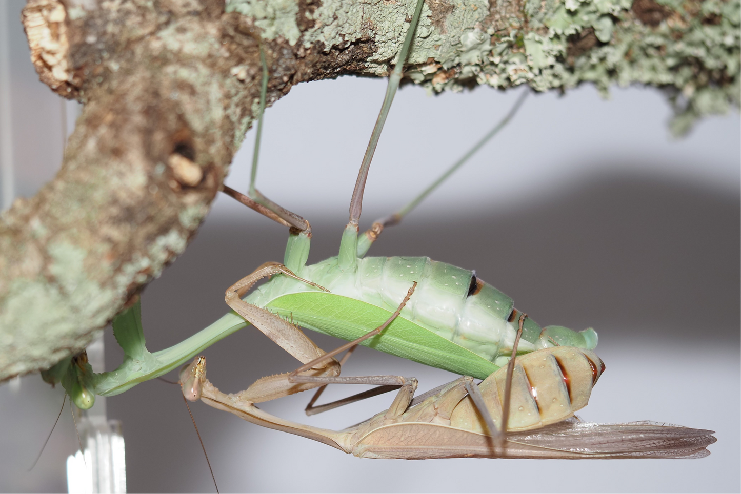 Giant Asian Mantis (Hierodula membranacea)