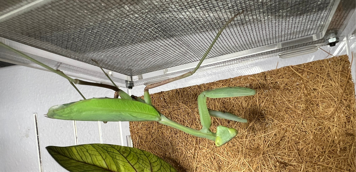 Giant Asian Mantis (Hierodula membranacea)