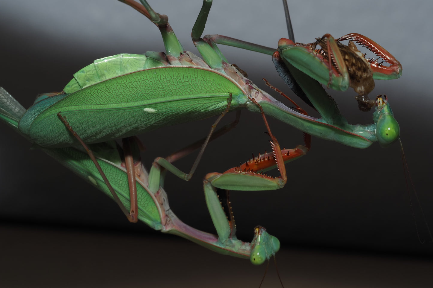 Giant Australian Rainforest Mantis (Hierodula majuscula)
