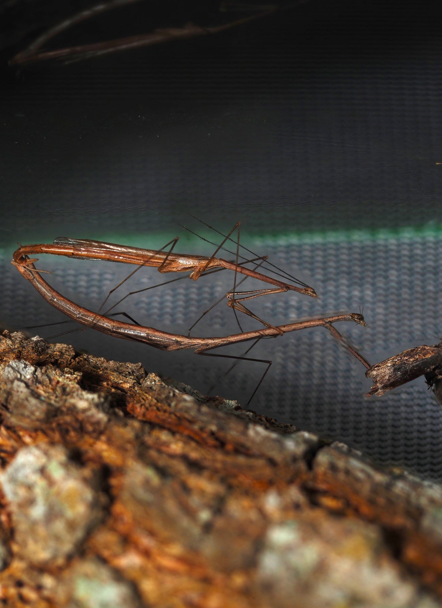 American Grass Mantis (Thesprotia graminis)