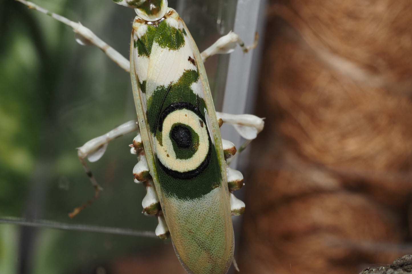 Spiny Flower Mantis (Pseudocreobotra wahlbergi)