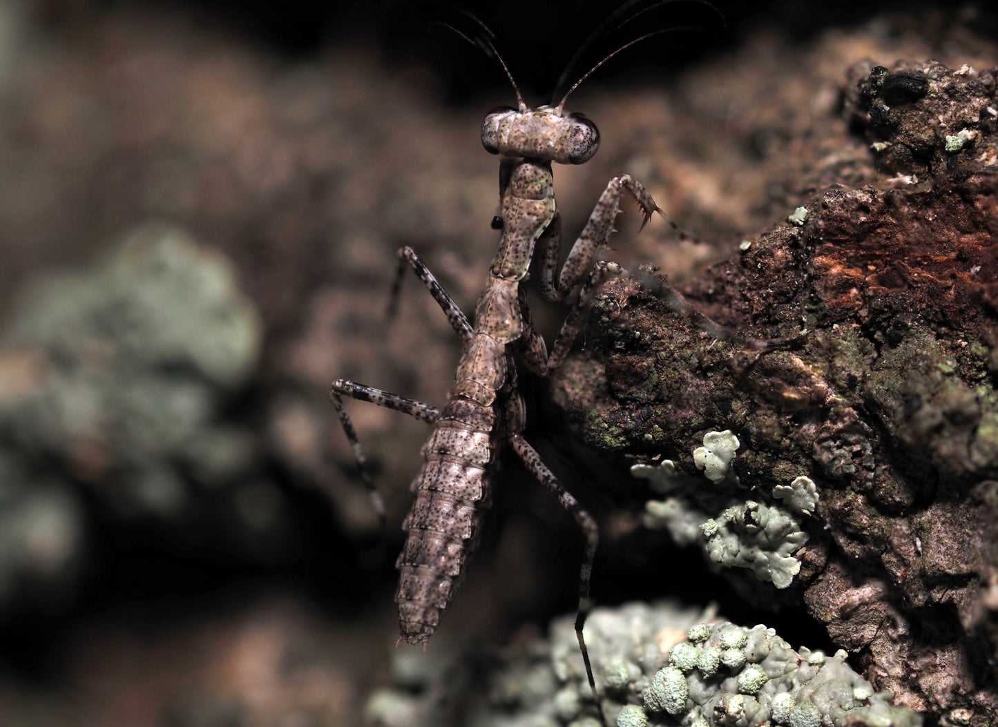 Grizzled Mantis (Gonatista grisea)