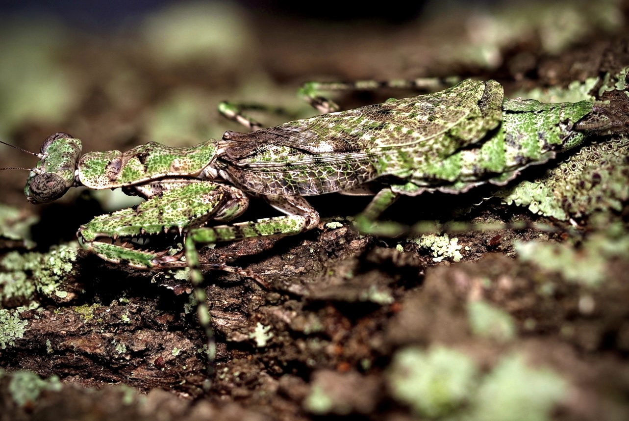 Grizzled Mantis (Gonatista grisea)