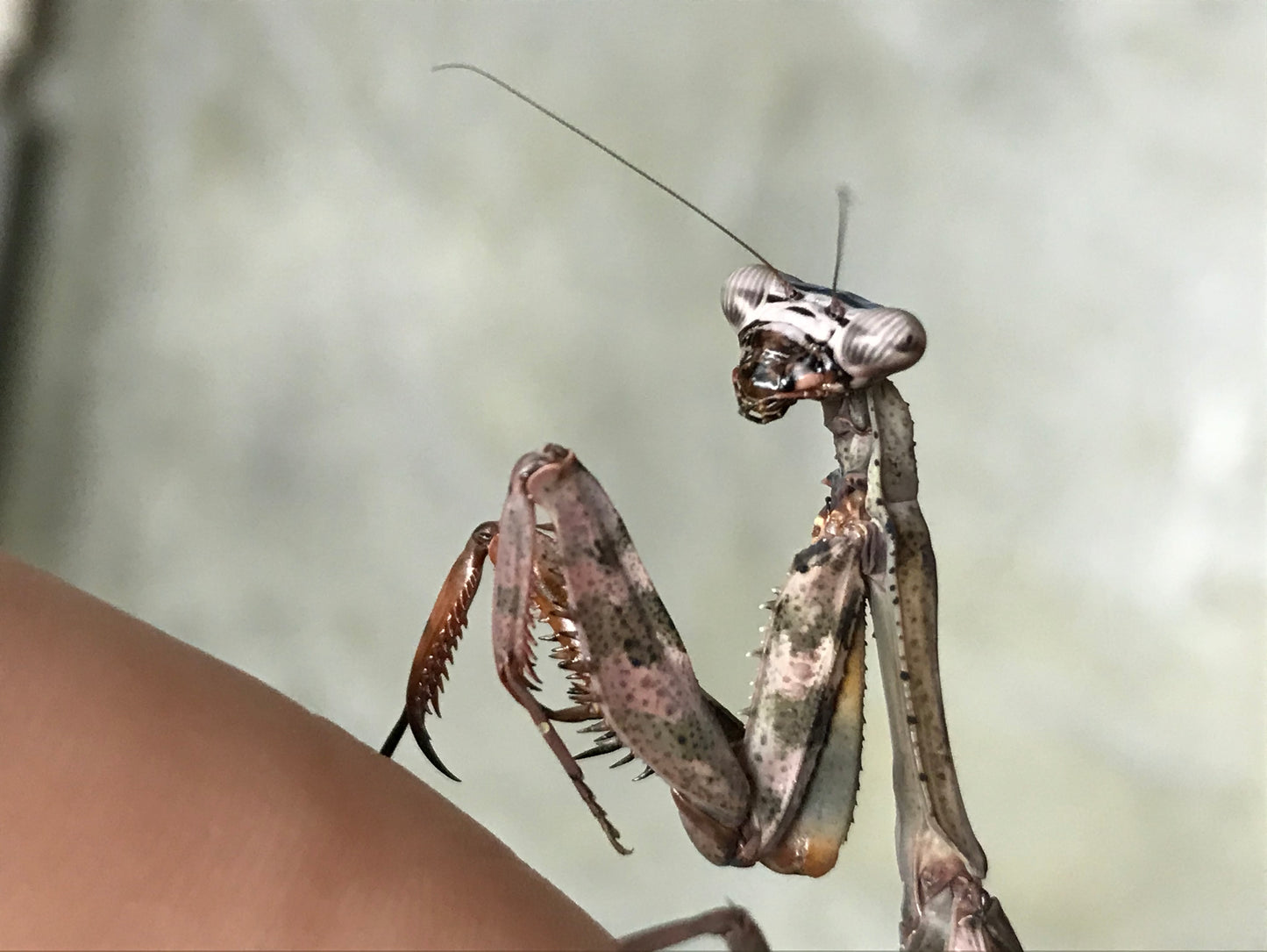 Budwing Mantis (Parasphendale agrionina)
