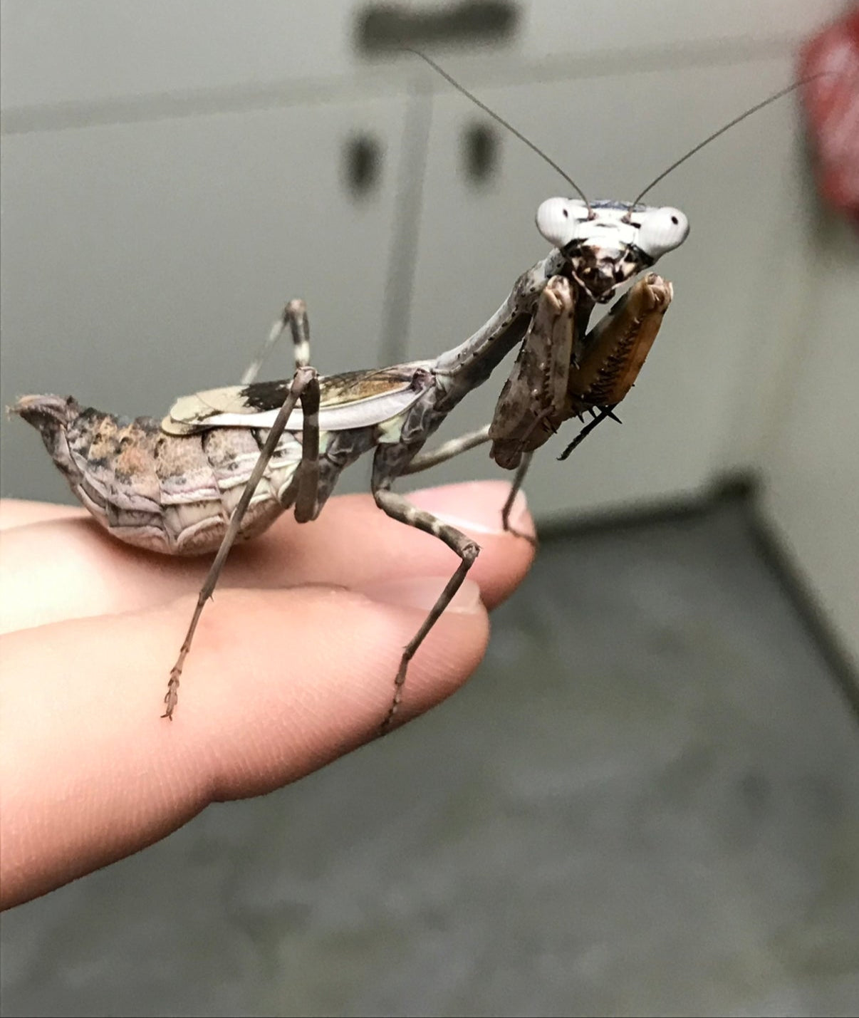 Budwing Mantis (Parasphendale agrionina)