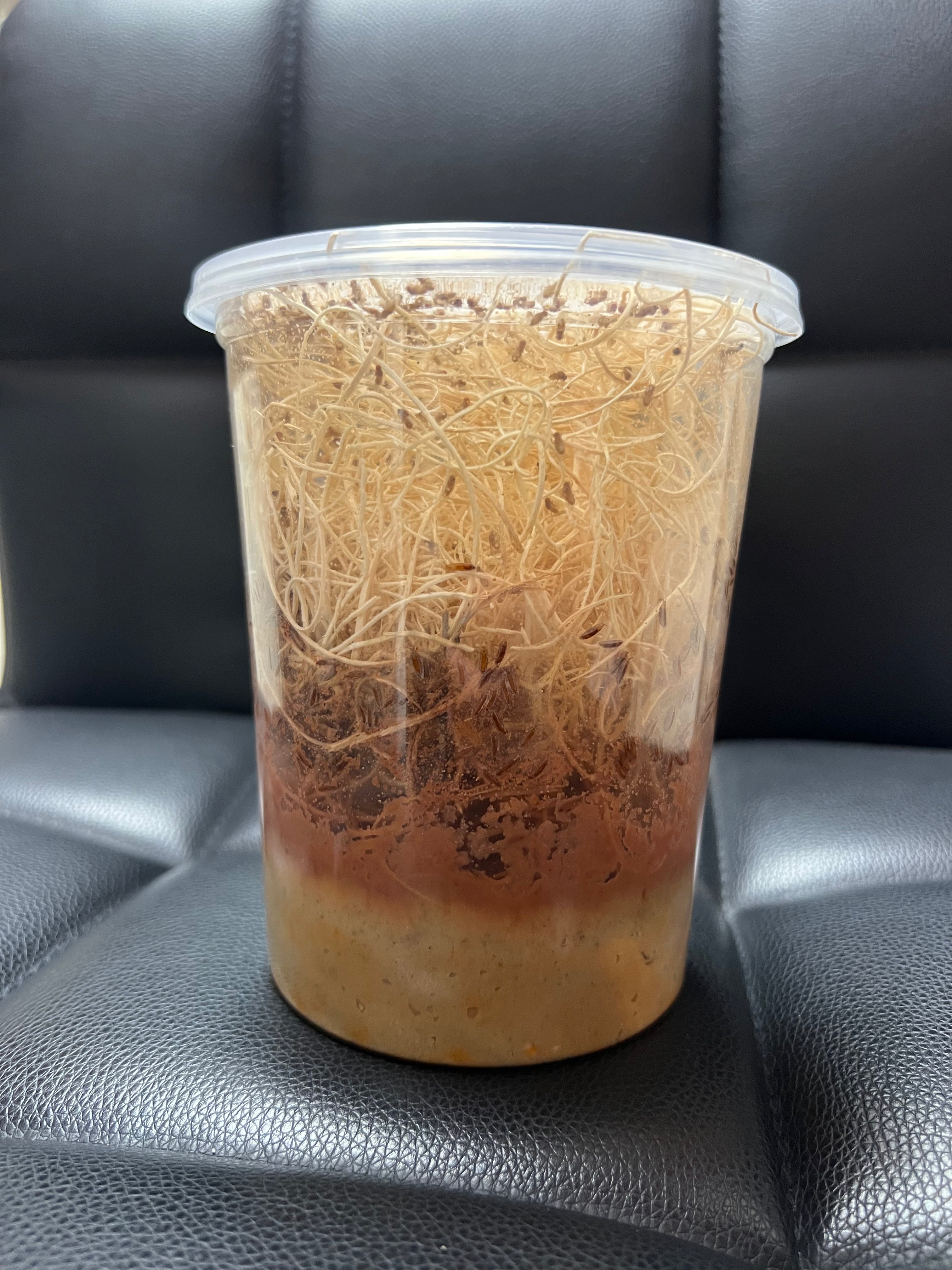 Flightless Fruit Fly 8 PACK cultures Dart Frog Food Reptile Food FREE SHIPPING Flightless Fruit Fly 8 PACK cultures Dart Frog Food Reptile Food FREE SHIPPING