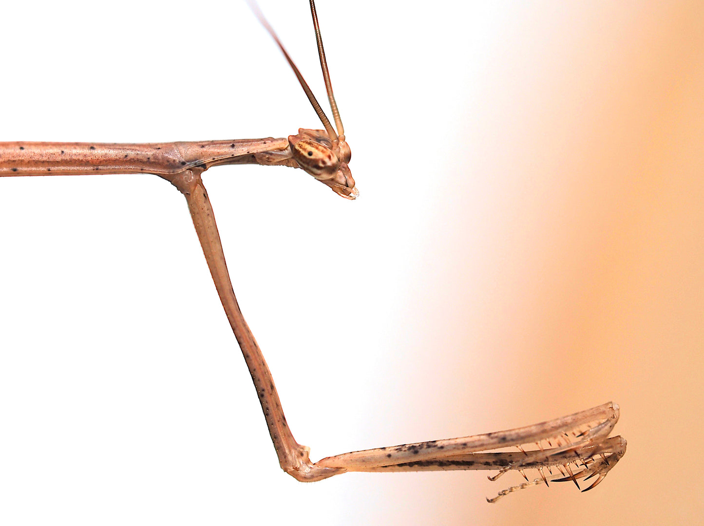 American Grass Mantis (Thesprotia graminis)