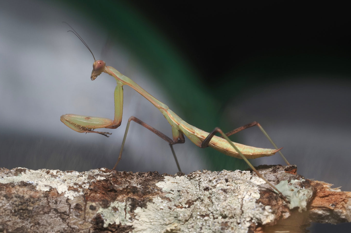 Giant Asian Mantis (Hierodula membranacea)