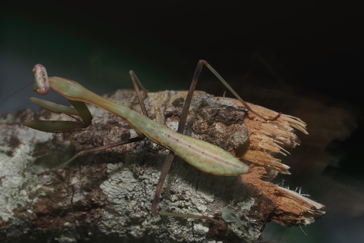Giant Asian Mantis (Hierodula membranacea)