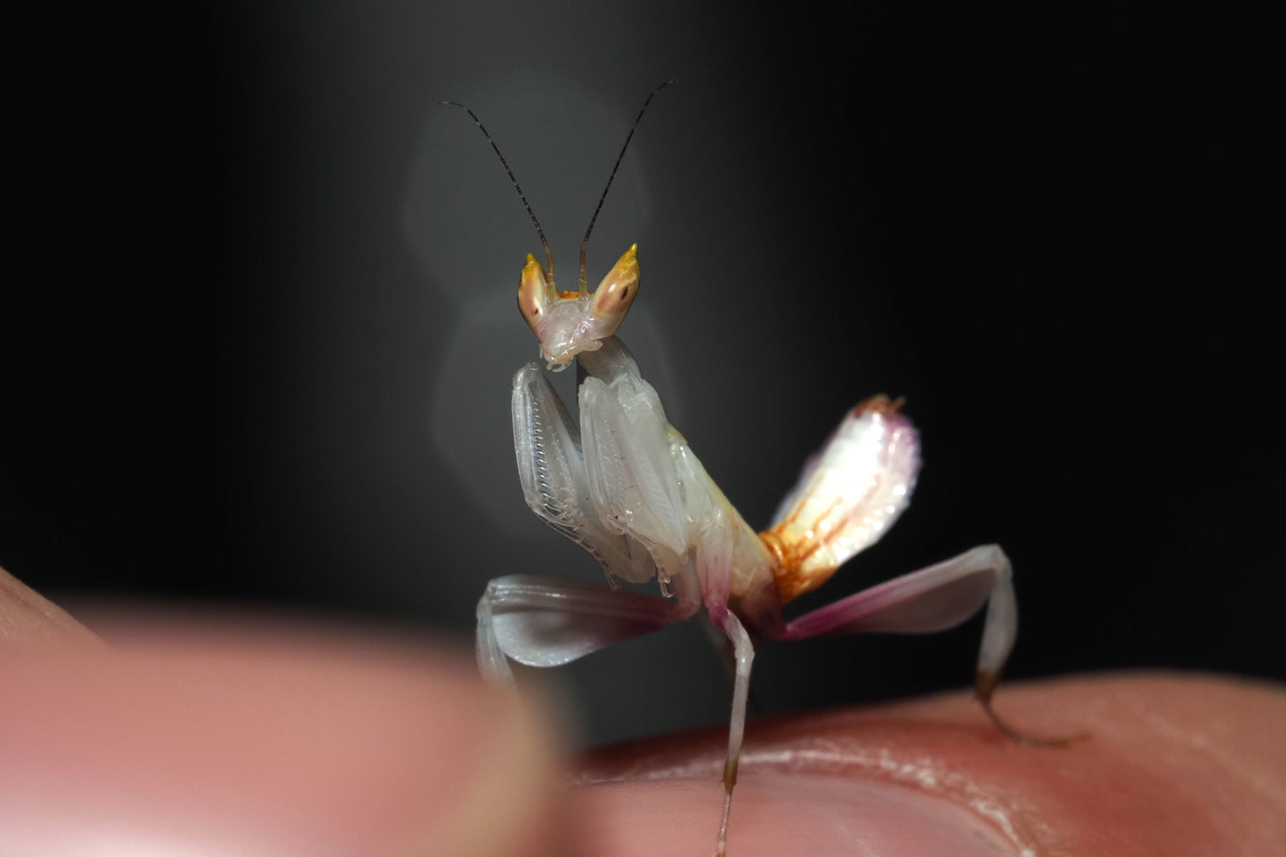 Orchid Mantis (Hymenopus coronatus)