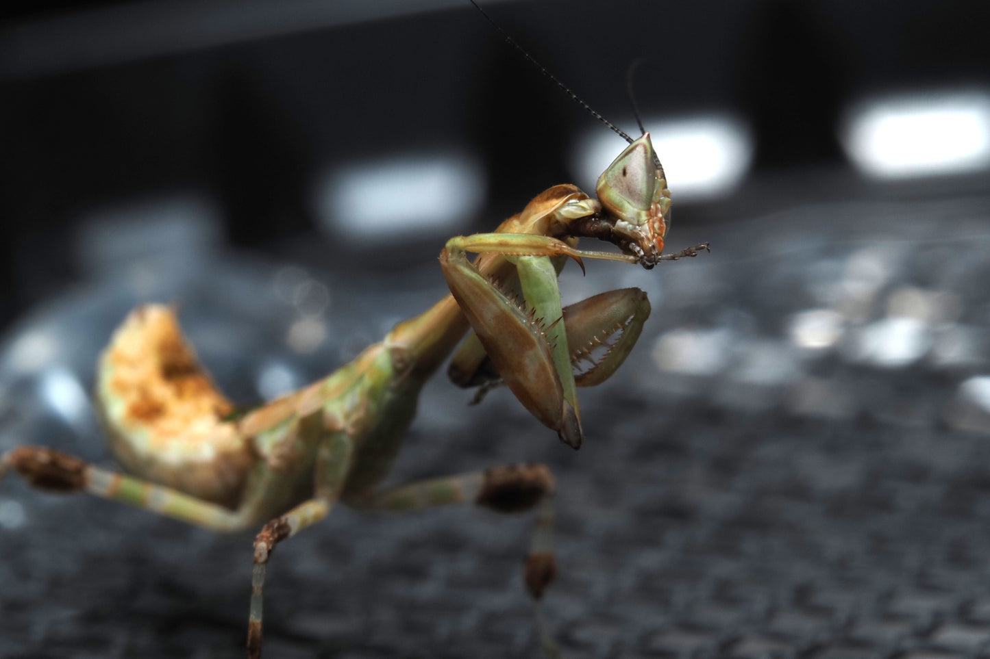 Kenyan Flower Mantis (Galinthias amoena)