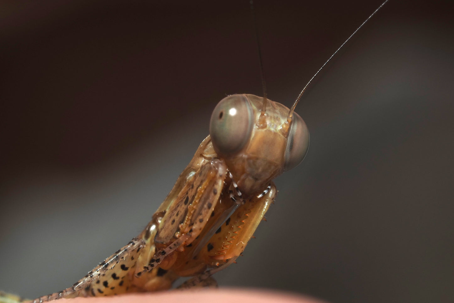 Panther Mantis (Tarachodula pantherina)