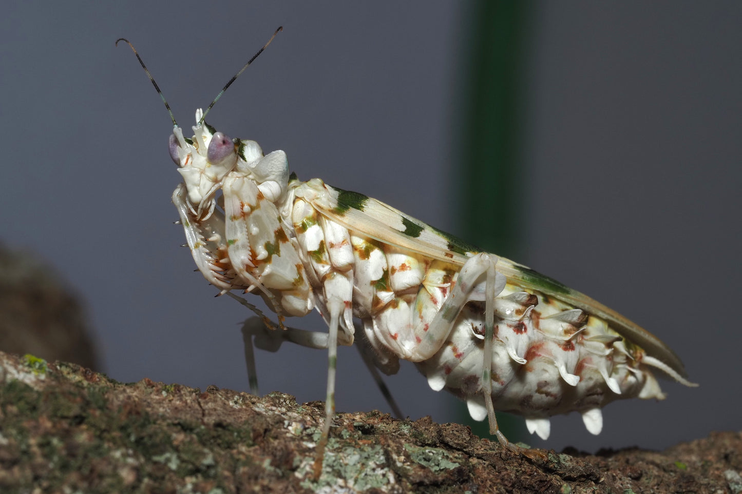 Spiny Flower Mantis (Pseudocreobotra wahlbergi)