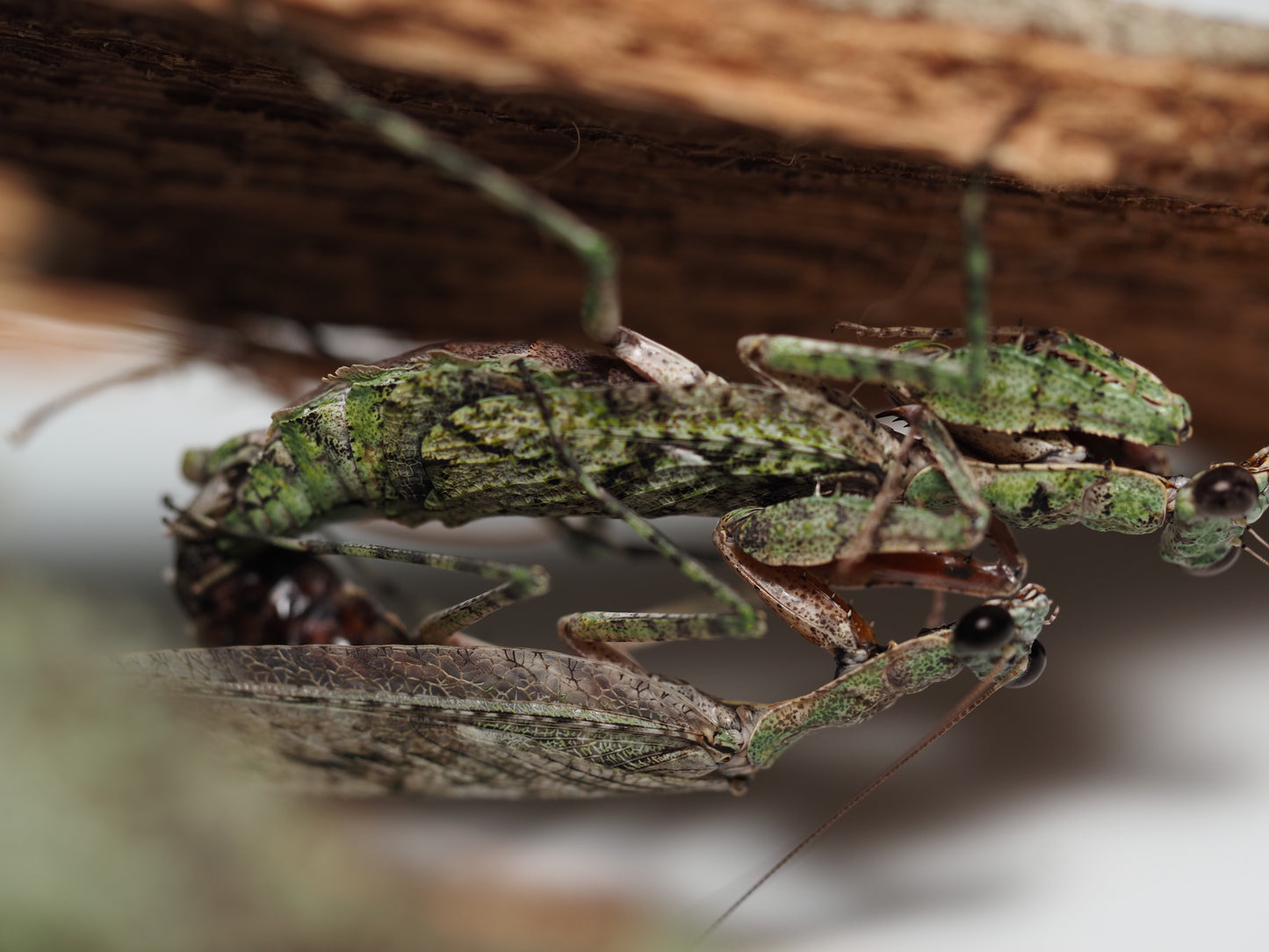 Grizzled Mantis (Gonatista grisea)