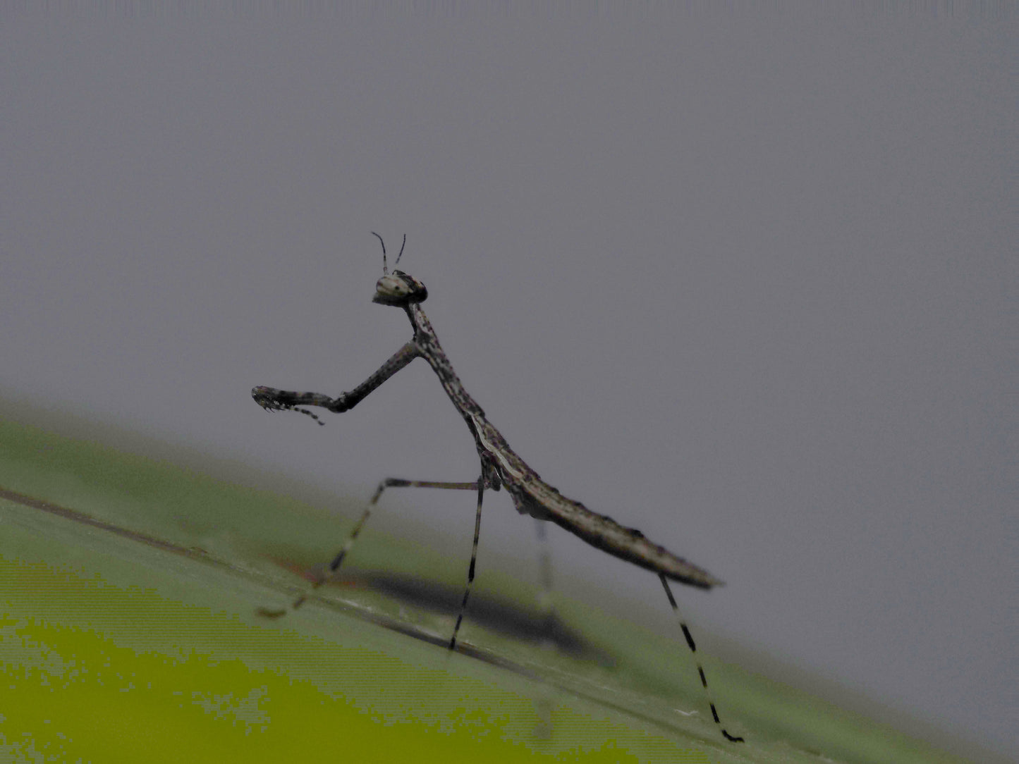 American Grass Mantis (Thesprotia graminis)
