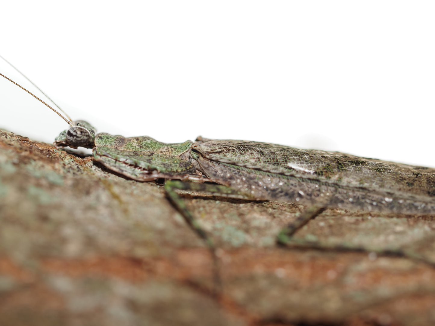 Grizzled Mantis (Gonatista grisea)