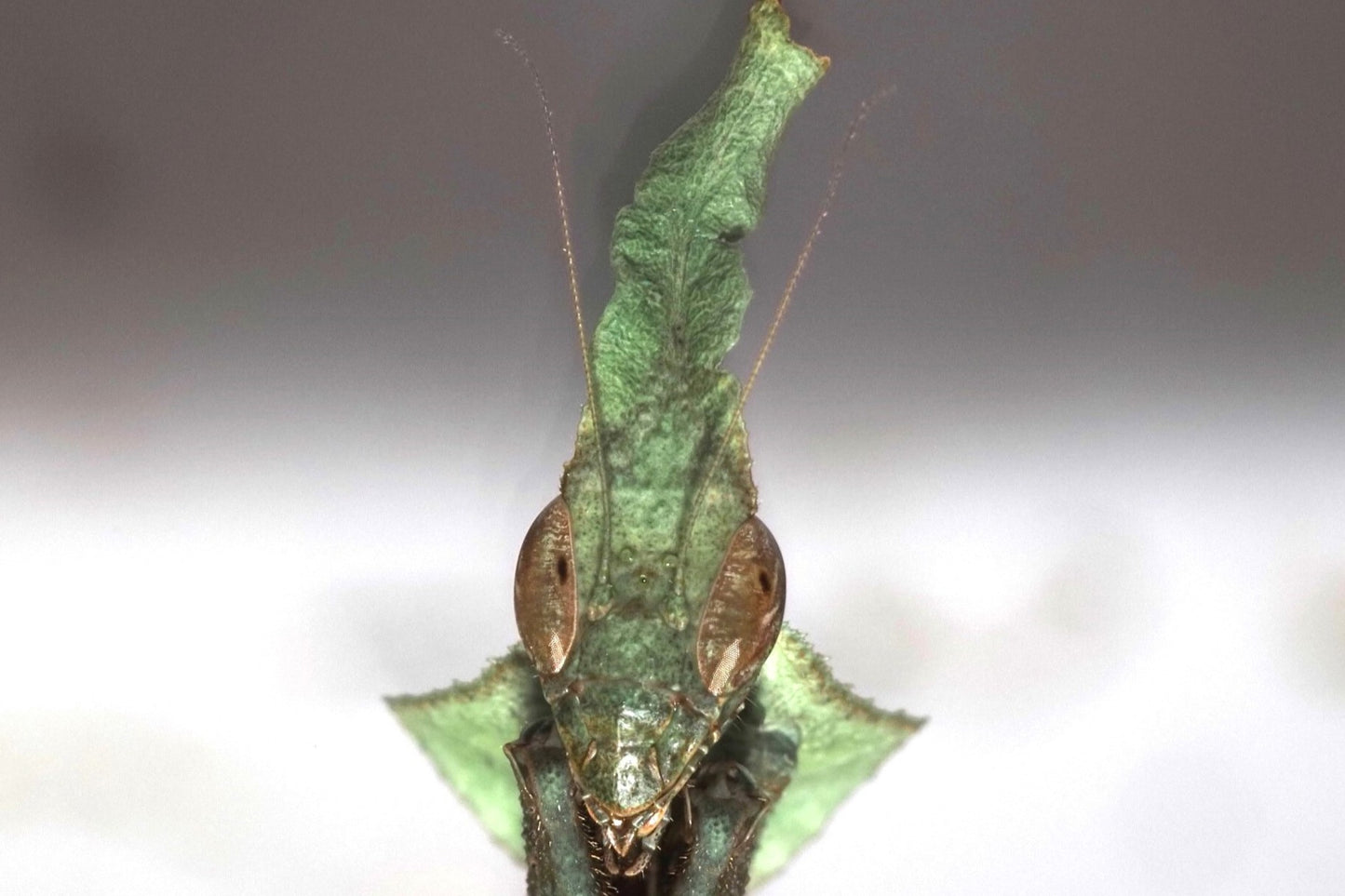 Ghost Mantis (Phyllocrania paradoxa)
