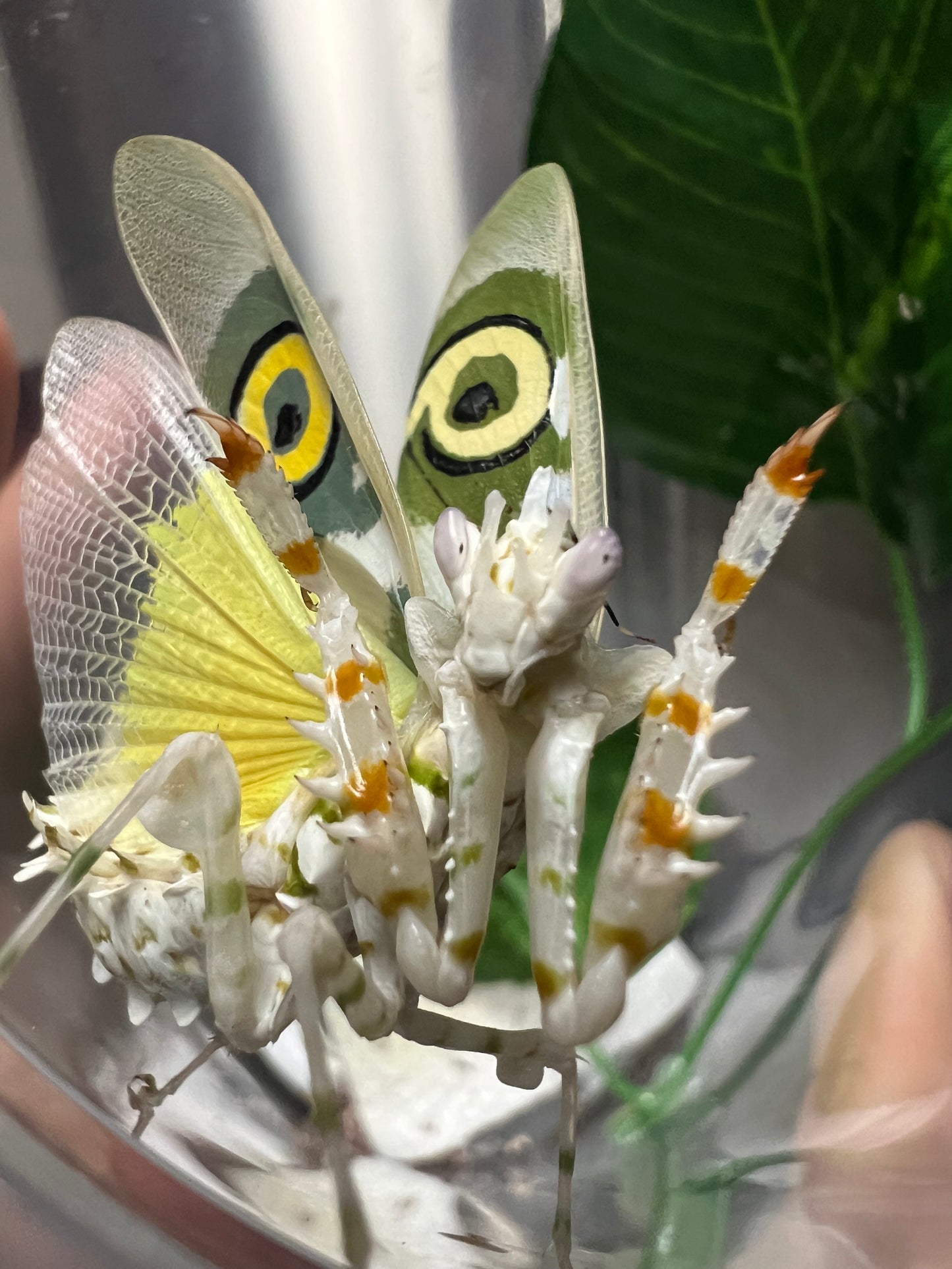Spiny Flower Mantis (Pseudocreobotra wahlbergi)