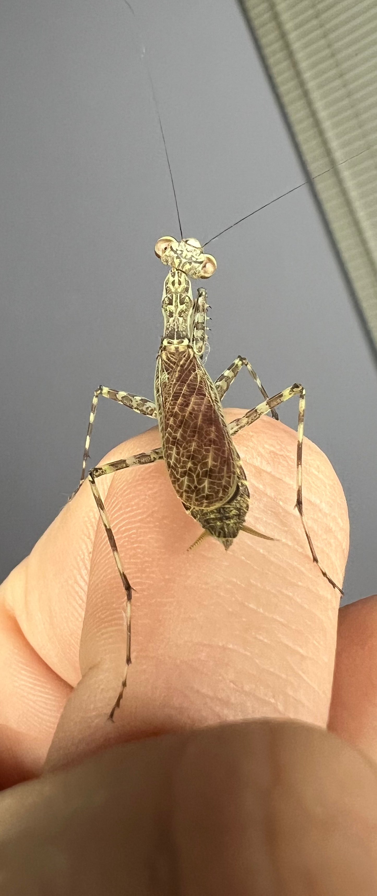 Mayan Lichen Mantis (Liturgusa maya)