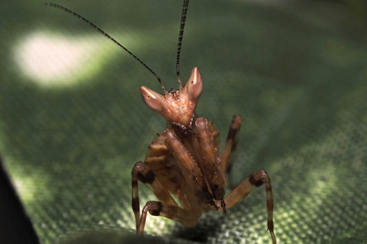 Chinese Flower Mantis (Creobroter nebulosa)