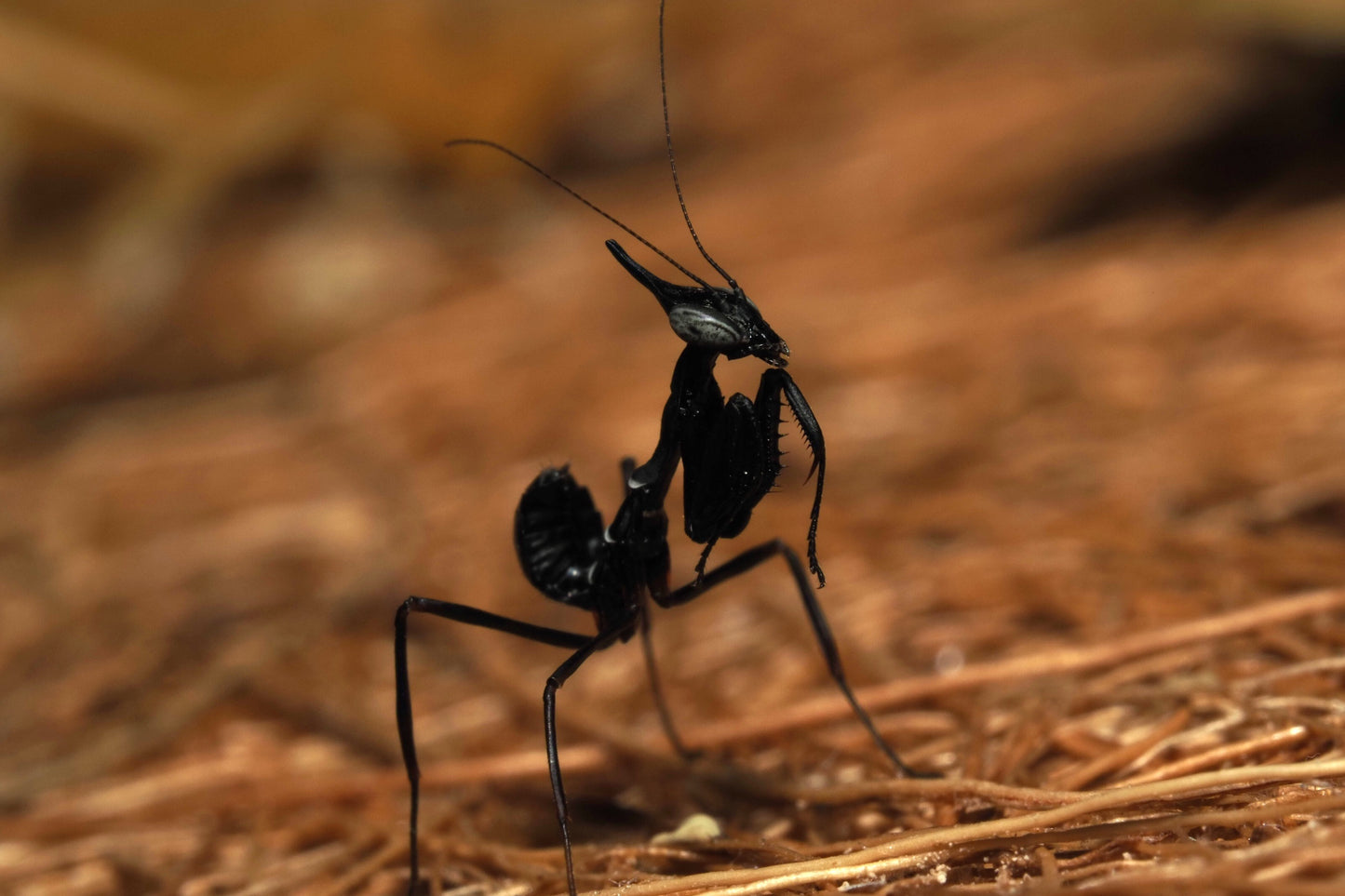 Ghost Mantis (Phyllocrania paradoxa)