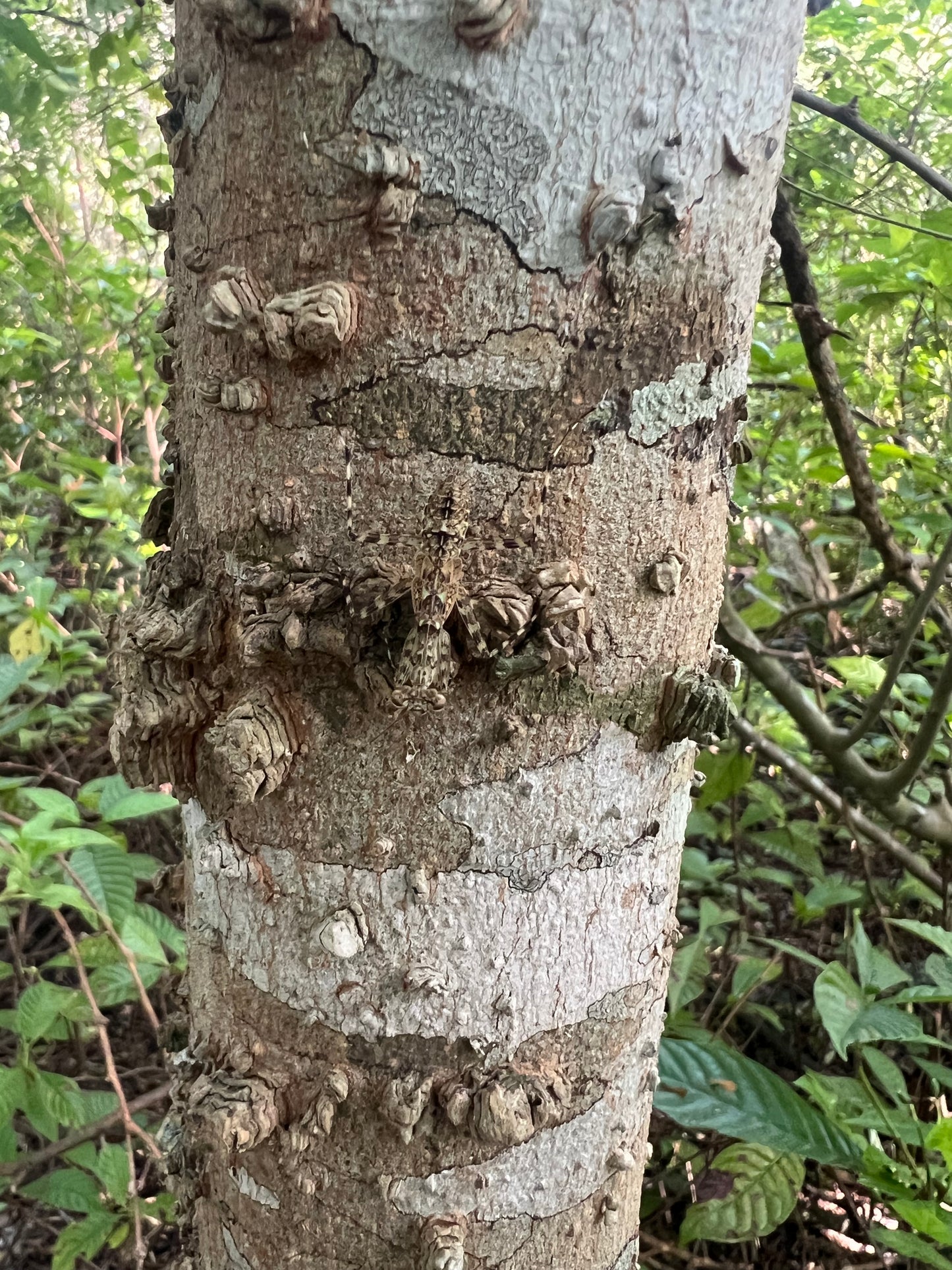 Mayan Lichen Mantis (Liturgusa maya)