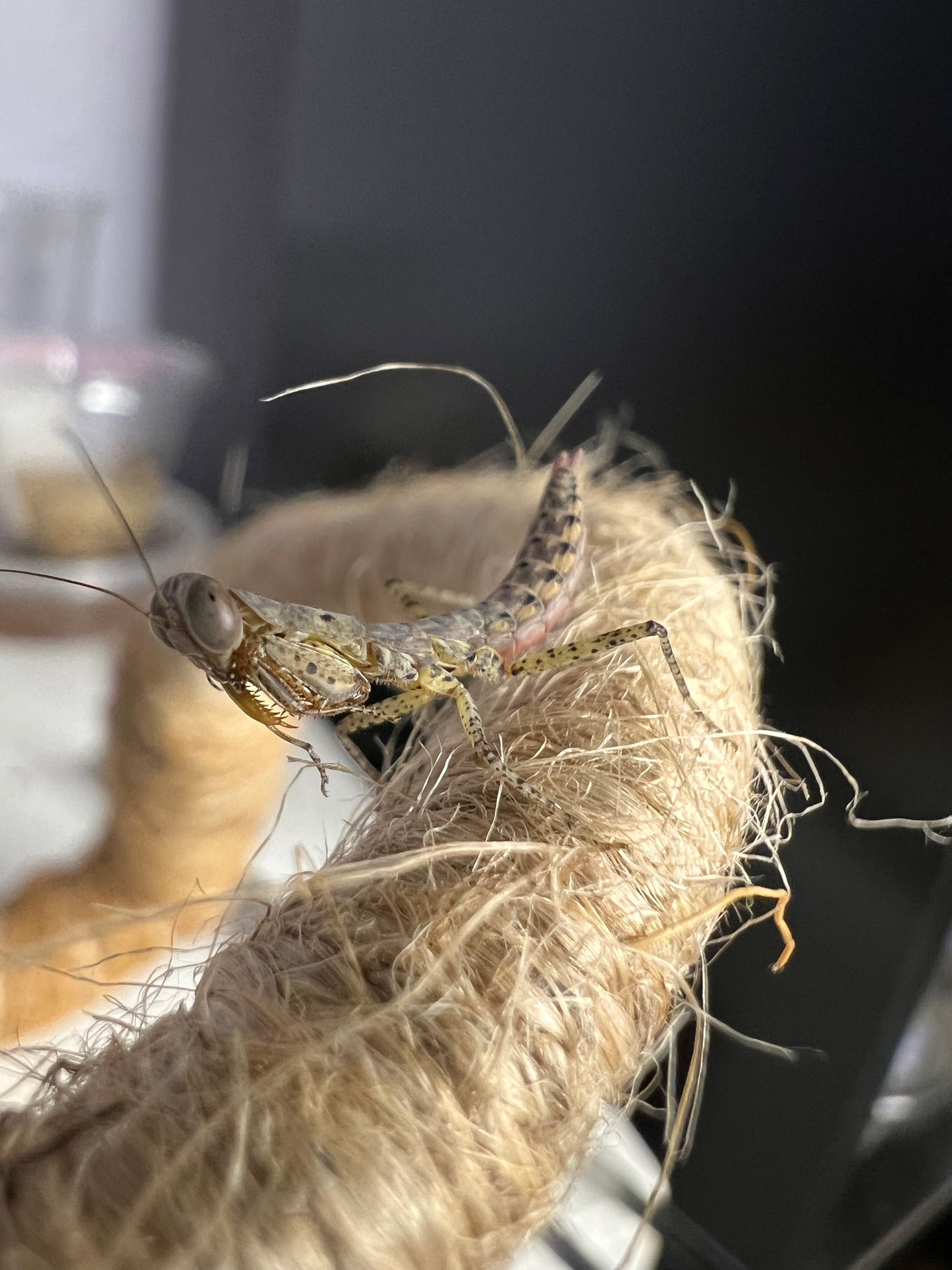 Panther Mantis (Tarachodula pantherina)