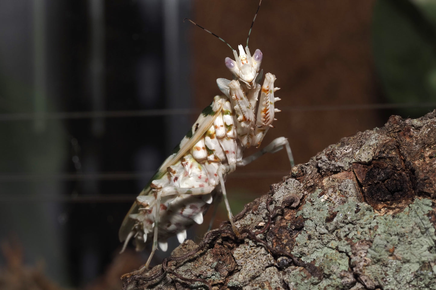 Spiny Flower Mantis (Pseudocreobotra wahlbergi)