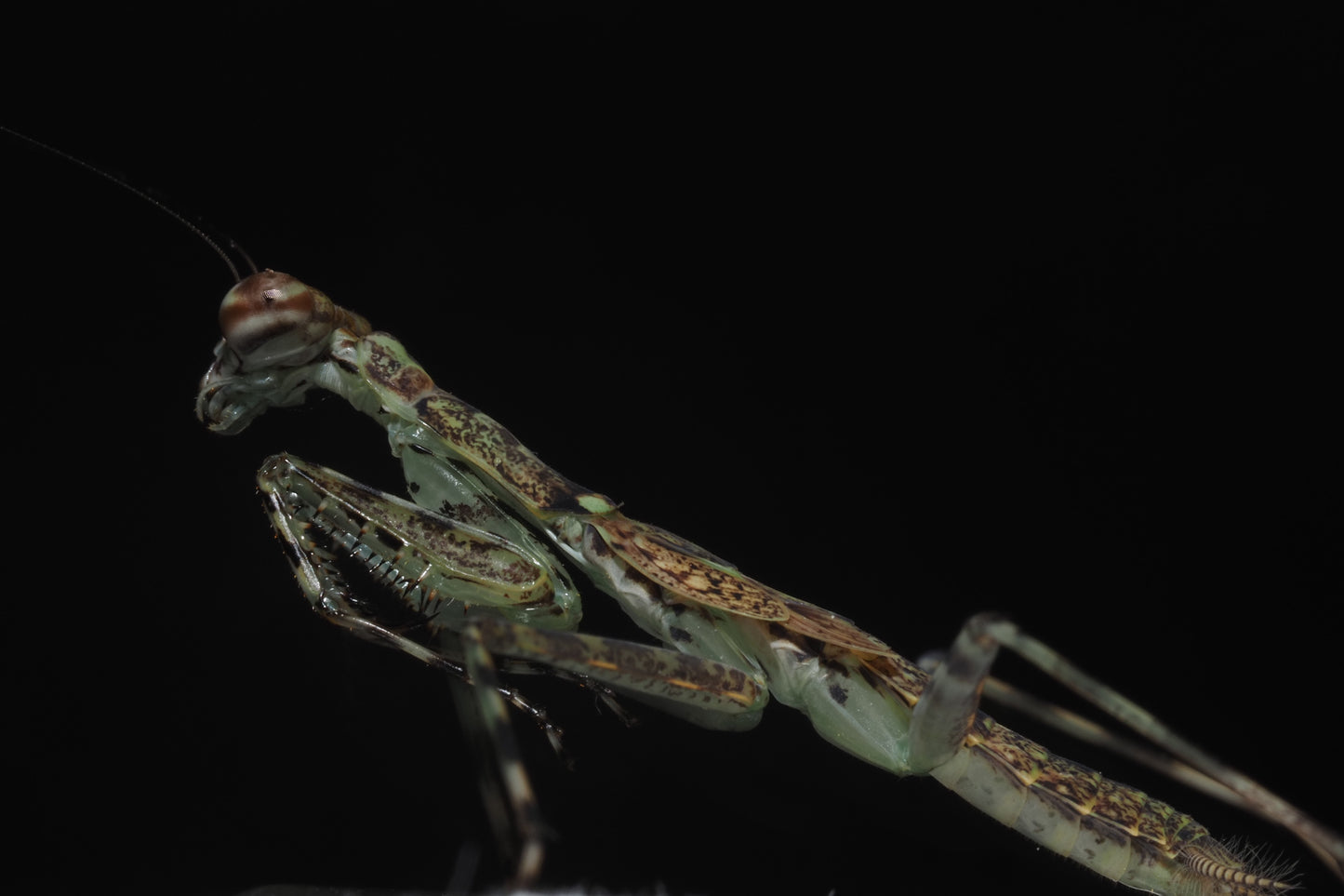 Mayan Lichen Mantis (Liturgusa maya)