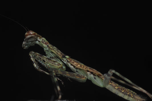 Mayan Lichen Mantis (Liturgusa maya)