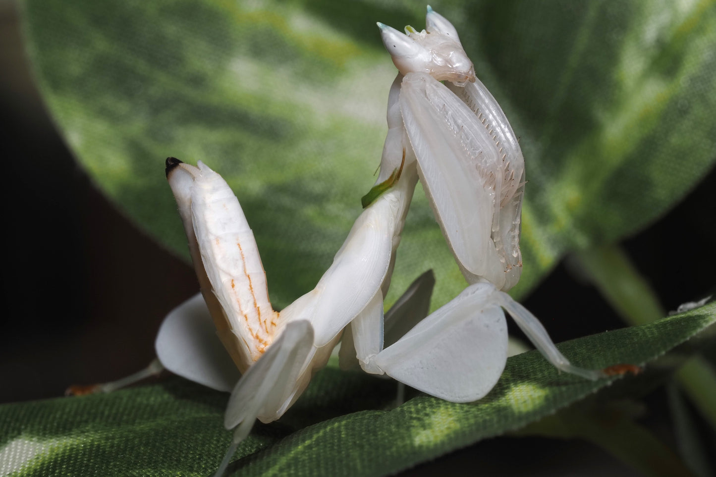 Orchid Mantis (Hymenopus coronatus)