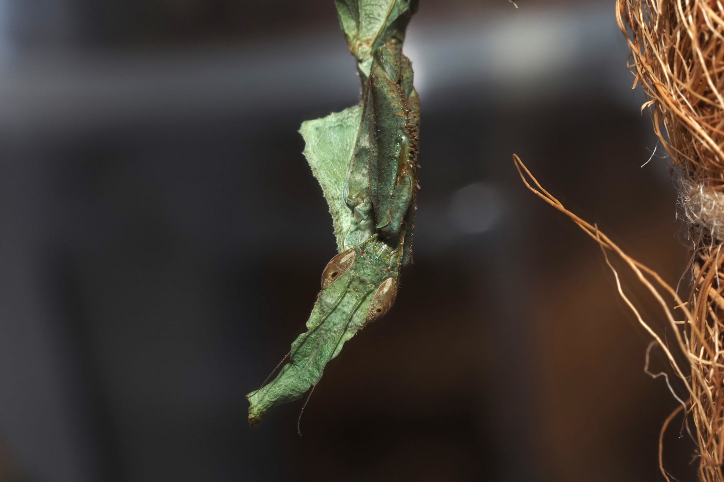 Ghost Mantis (Phyllocrania paradoxa)
