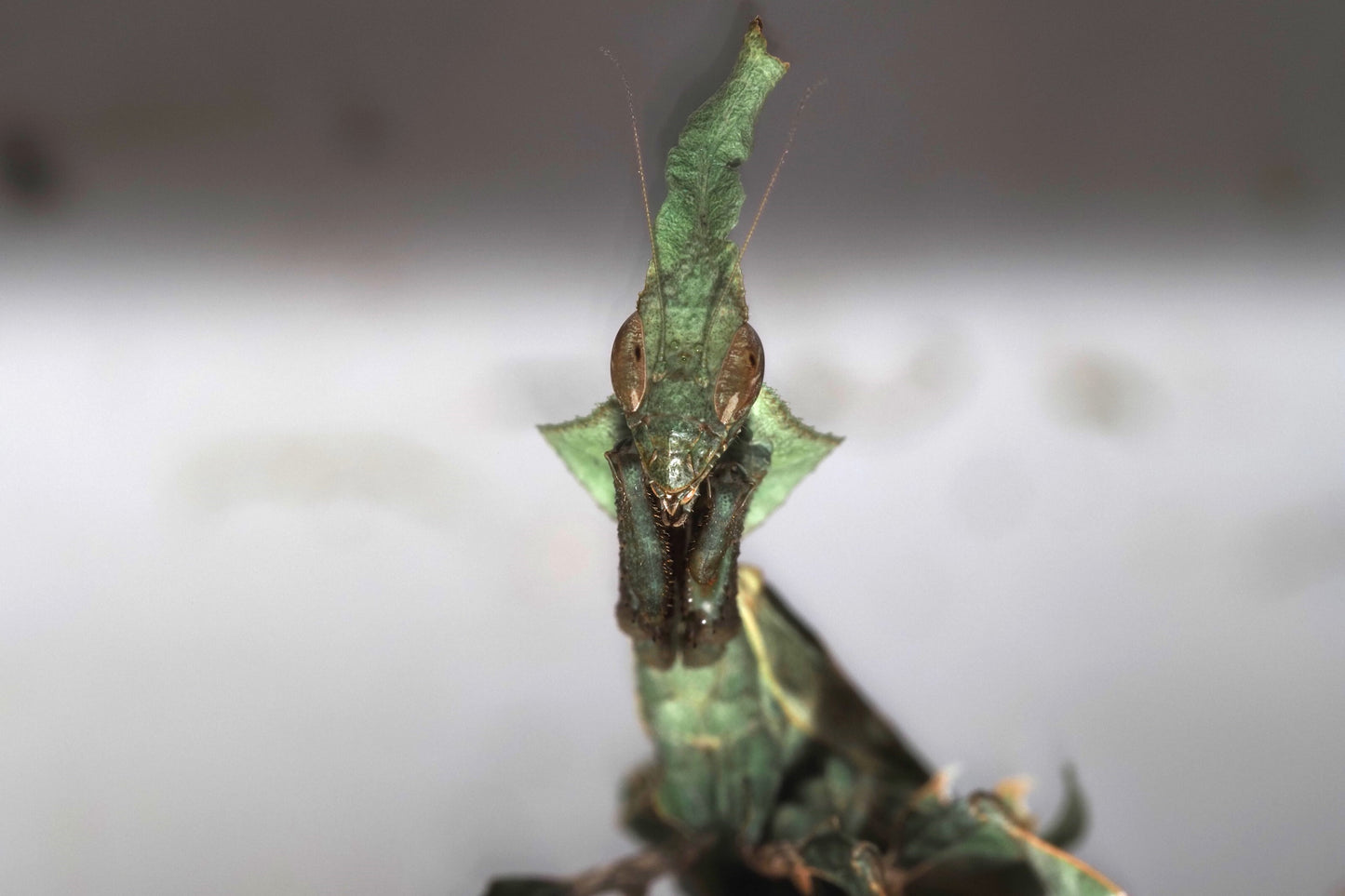 Ghost Mantis (Phyllocrania paradoxa)