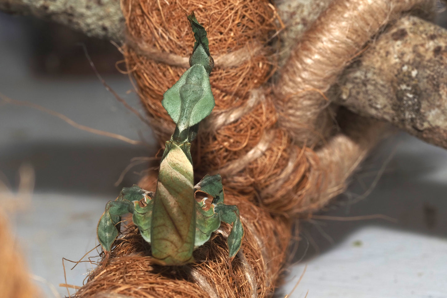 Ghost Mantis (Phyllocrania paradoxa)