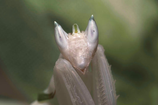 Orchid Mantis (Hymenopus coronatus)