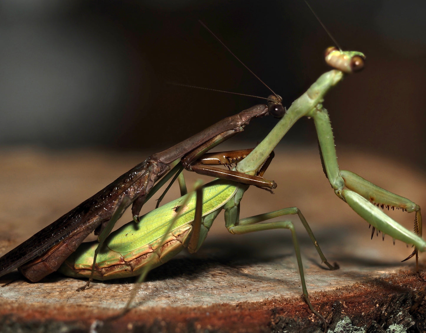 Carolina Mantis (Stagmomantis carolina)