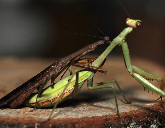Carolina Mantis (Stagmomantis carolina)
