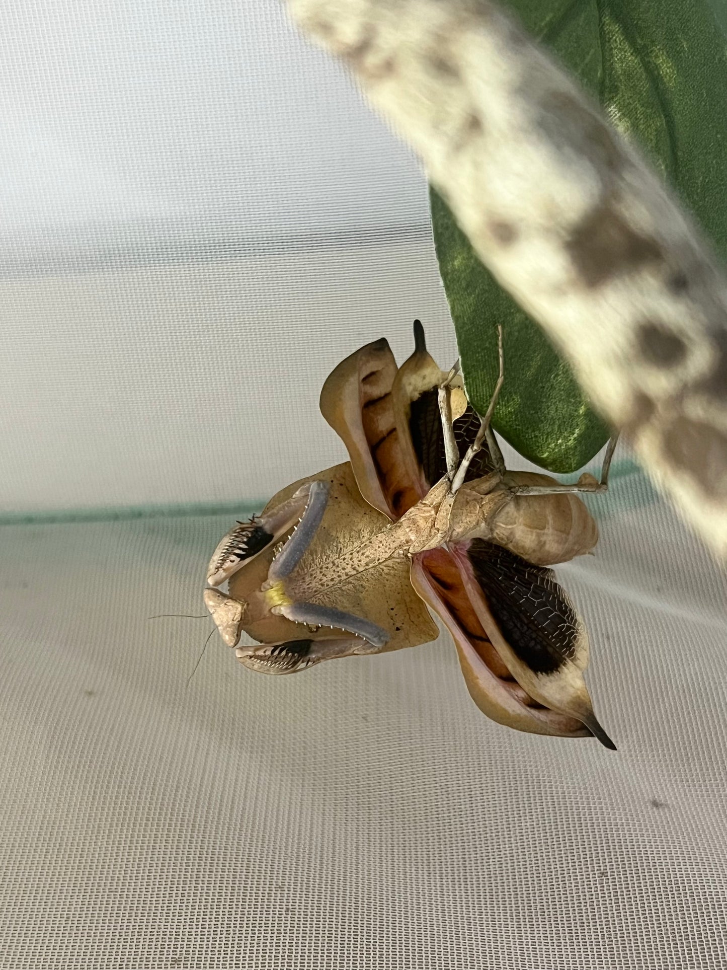 Vietnamese Dead Leaf Mantis (Deroplatys gorochovi)