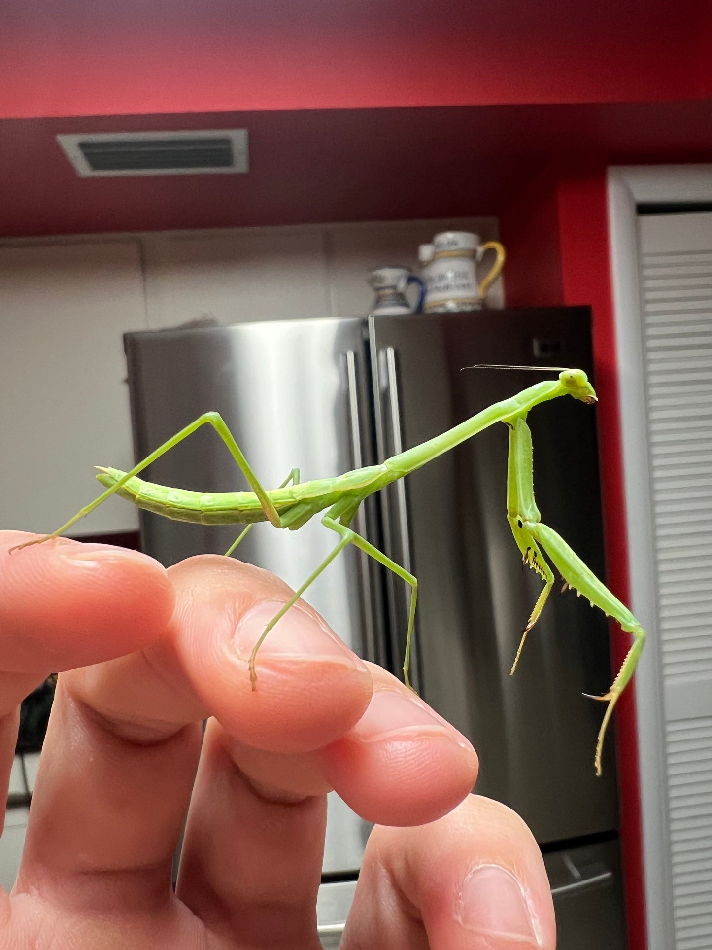 Larger Florida Mantis (Stagmomantis floridensis)