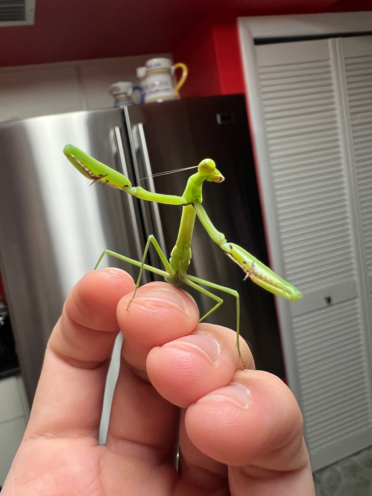 Larger Florida Mantis (Stagmomantis floridensis)