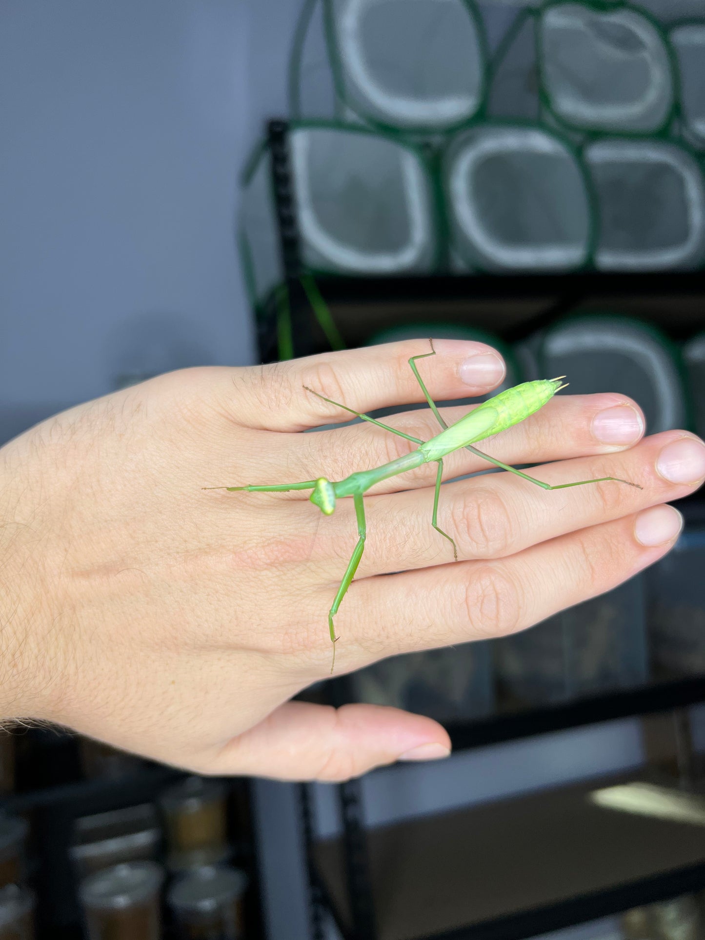 Larger Florida Mantis (Stagmomantis floridensis)
