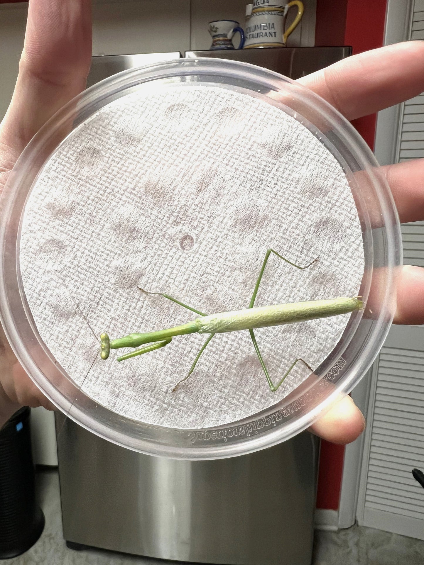 Larger Florida Mantis (Stagmomantis floridensis)