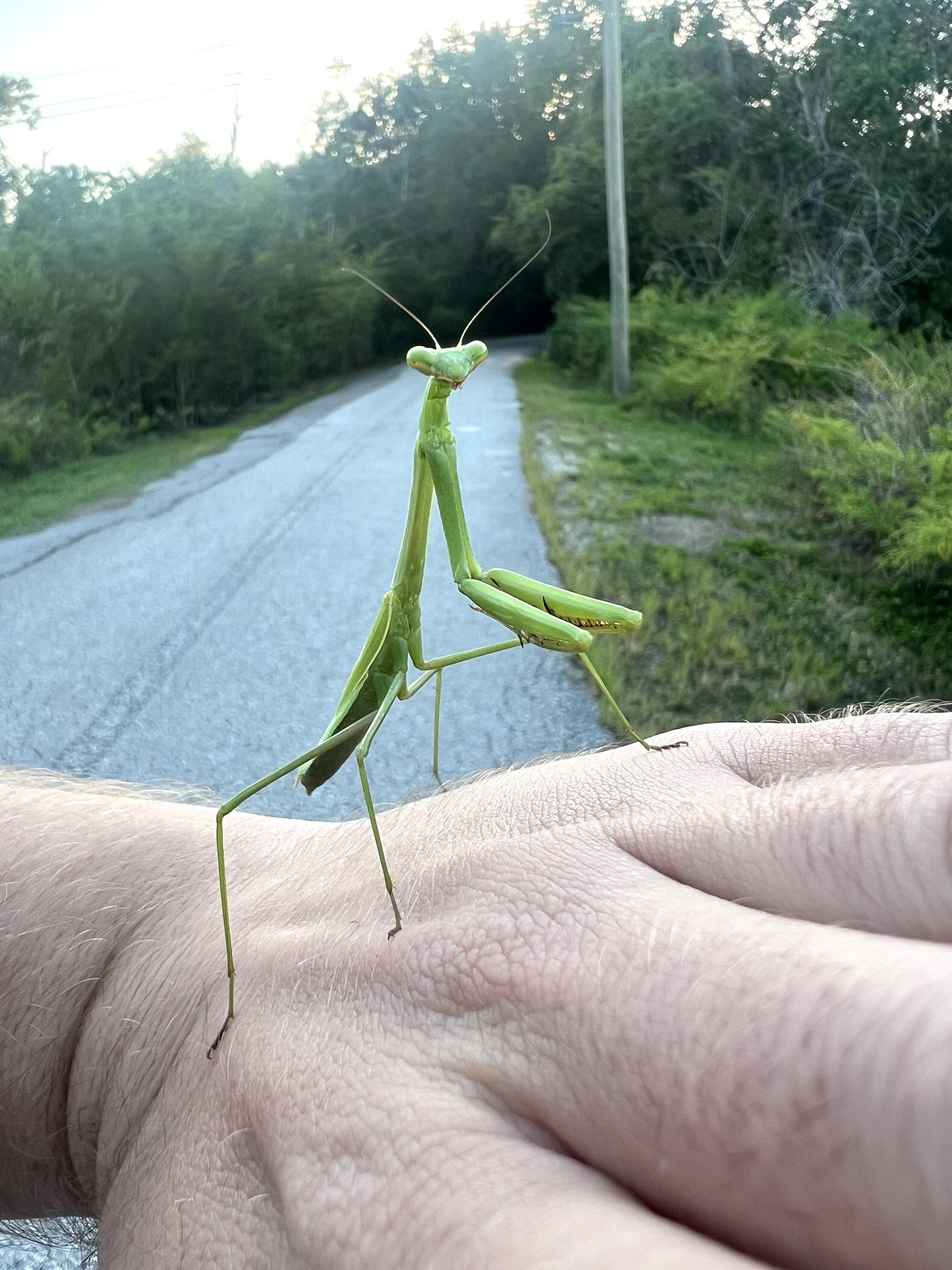 Larger Florida Mantis (Stagmomantis floridensis)