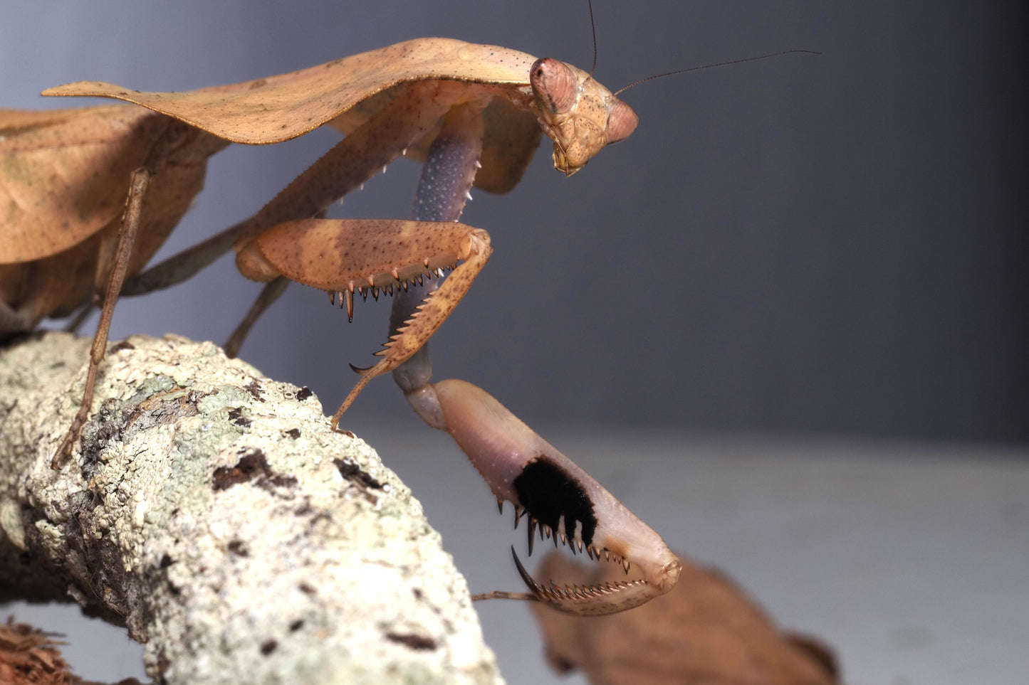Vietnamese Dead Leaf Mantis (Deroplatys gorochovi)