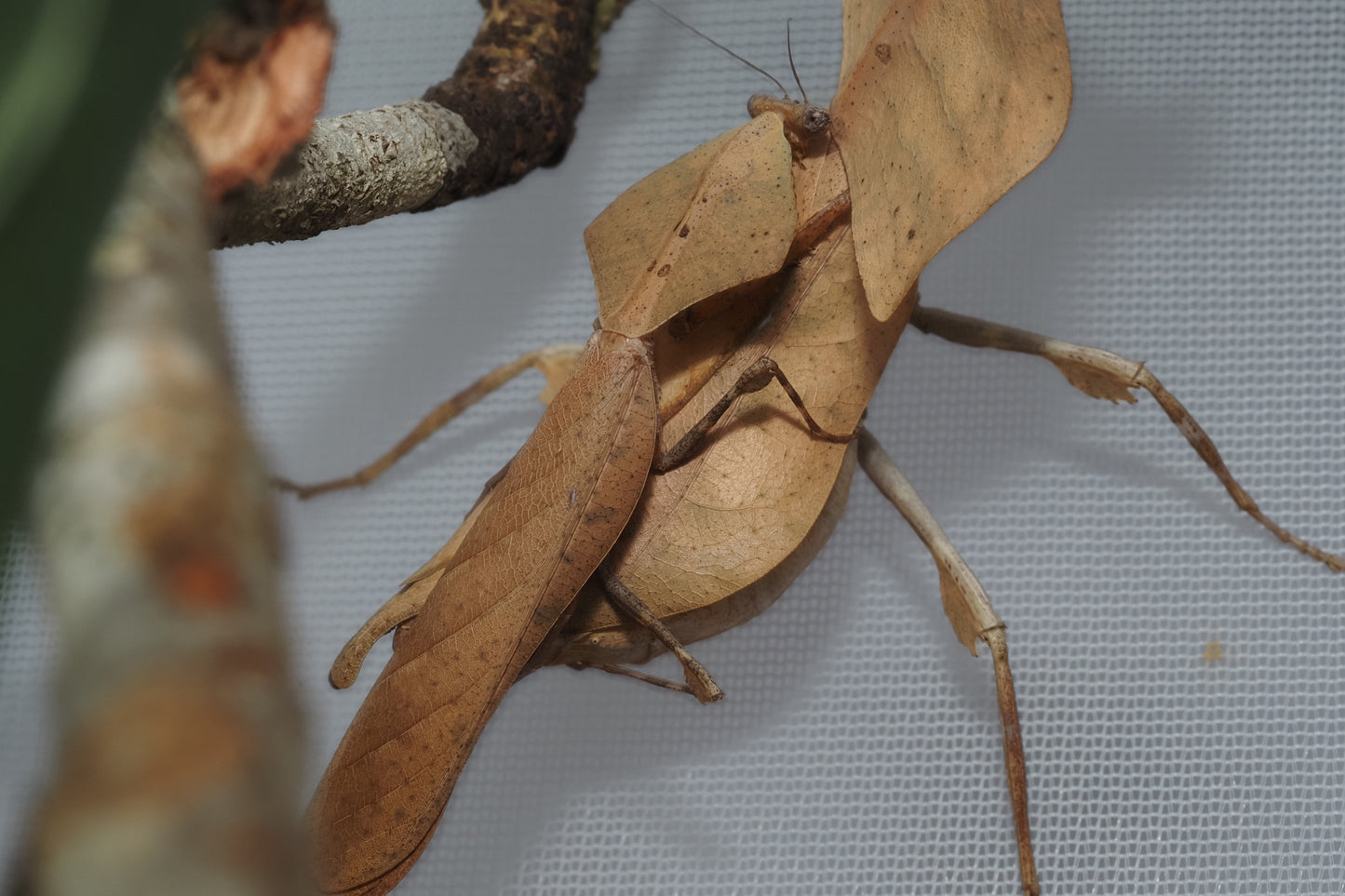 Vietnamese Dead Leaf Mantis (Deroplatys gorochovi)
